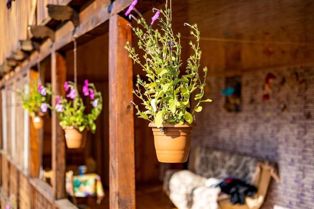 Guest House Old Omalo Екстериор снимка